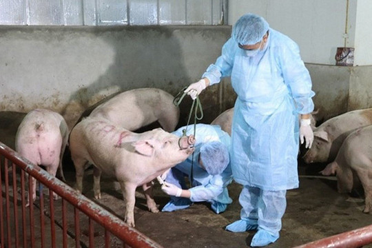 Quý I - 2024, cả nước tiêu hủy 4.486 con lợn mắc bệnh Dịch tả lợn châu Phi