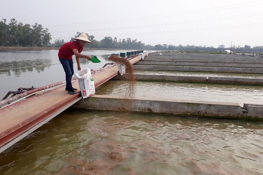 Sản lượng nuôi thủy sản ước đạt 36.000 tấn trong 4 tháng đầu năm