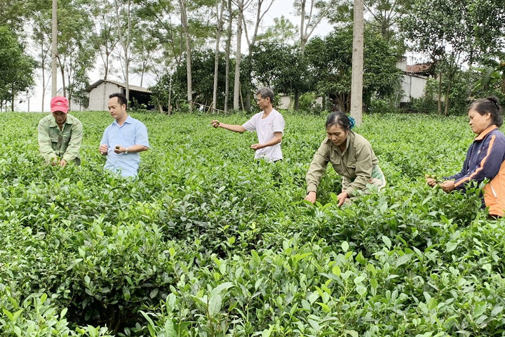 Để chè Hà Nội tiến ra thế giới