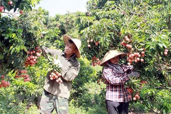 Đăng ký bảo hộ nhãn hiệu, chỉ dẫn địa lý: Khẳng định vị thế hàng hóa Việt Nam