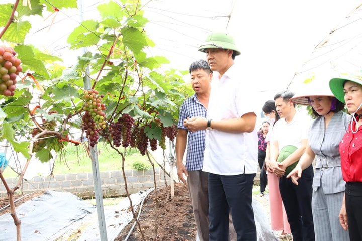 Thường Tín: Nhiều mô hình nông nghiệp hiệu quả