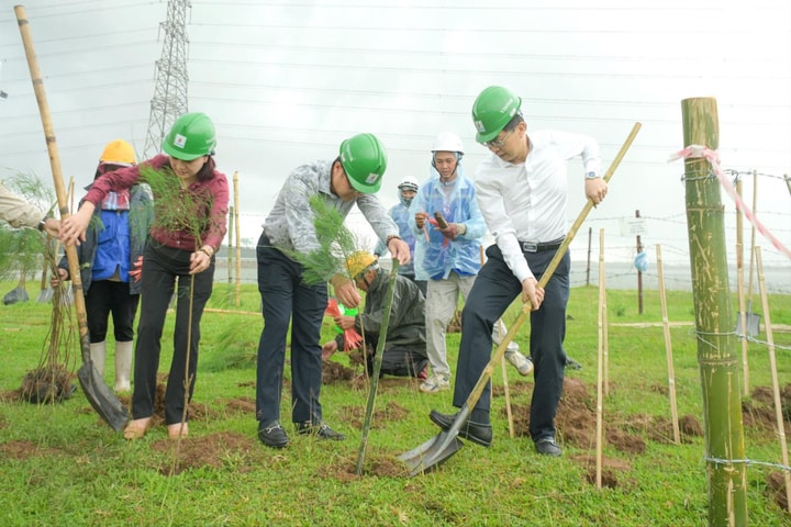 Trồng cây xanh là giải pháp quan trọng trong chuyển dịch năng lượng
