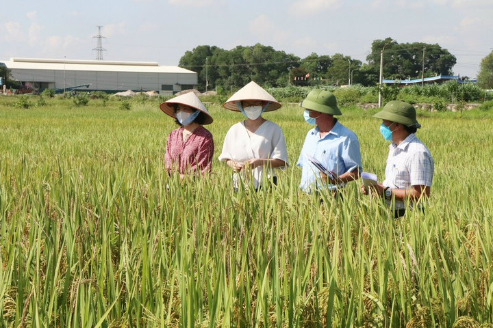 Chương Mỹ: 18 xã có khu chăn nuôi tập trung ngoài khu dân cư