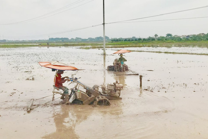 Bảo đảm cơ cấu giống, khung thời vụ tốt nhất