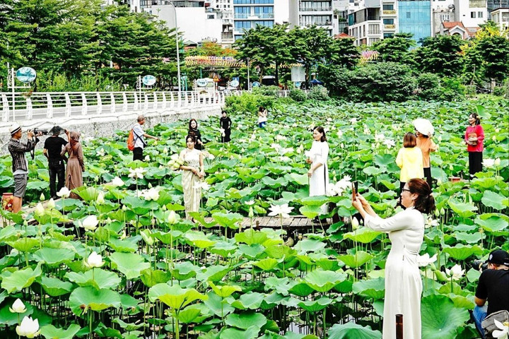 Khai thác tiềm năng du lịch sen Hà Nội