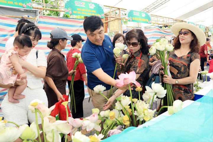 Lễ hội Sen Hà Nội 2024: Thu hút hơn 50.000 lượt khách, mở ra nhiều kỳ vọng mới