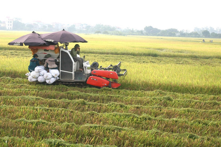 Mùa vàng trên những cánh đồng hoang