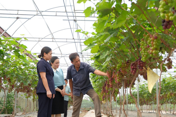 Hà Nội tập trung sản xuất nông nghiệp xanh