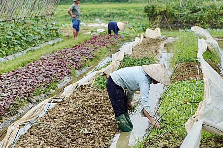 Nhân rộng các mô hình sản xuất nông nghiệp hữu cơ