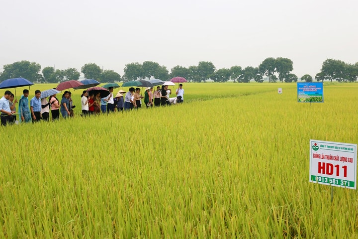 Luật Đất đai 2024: Kỳ vọng tối đa hóa giá trị đất nông nghiệp