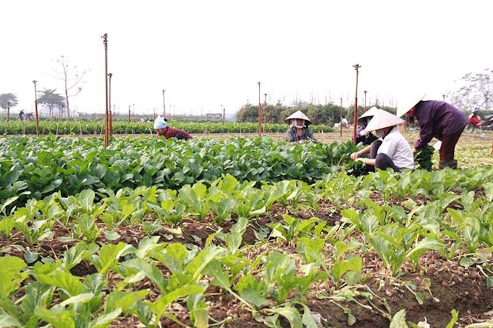 Mê Linh đưa tiến bộ khoa học kỹ thuật đến với nông dân