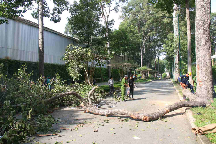 TP Hồ Chí Minh: Phát hiện các khiếm khuyết của cây xanh chủ yếu bằng... kinh nghiệm