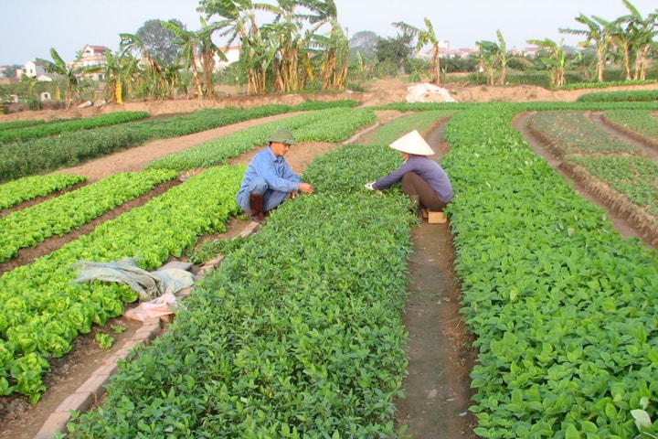 Hà Nội: Thanh tra, kiểm tra, hậu kiểm nông sản được chứng nhận OCOP định kỳ 1 lần/năm