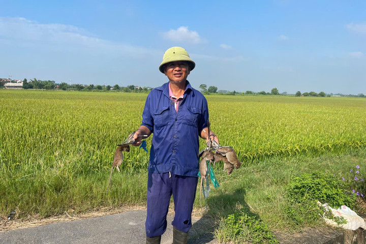 Thử nghiệm bẫy bán nguyệt trong phòng, chống chuột hại cây trồng vụ mùa 2024