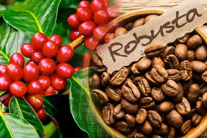 Giá cà phê Robusta tăng thêm 200 USD/tấn