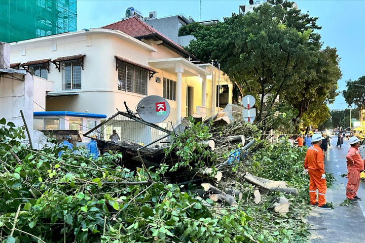 TP Hồ Chí Minh: Rà soát, cắt tỉa cây có nguy cơ gãy đổ