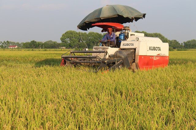 Khẩn trương thu hoạch lúa, màu với phương châm "xanh nhà hơn già đồng"