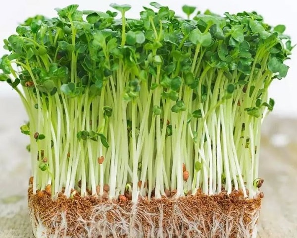 Tiềm ẩn nguy cơ ngộ độc từ rau mầm