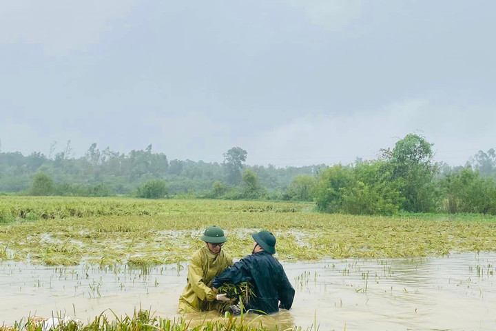 Thạch Thất: Các lực lượng chức năng hỗ trợ nông dân dựng, thu hoạch lúa mùa bị ngập