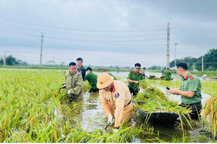 Công an Thủ đô xuống đồng gặt lúa sớm, giúp dân phòng chống ngập lụt