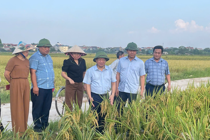 Huyện Mê Linh: Khẩn trương thu hoạch lúa mùa, gieo trồng vụ rau mới