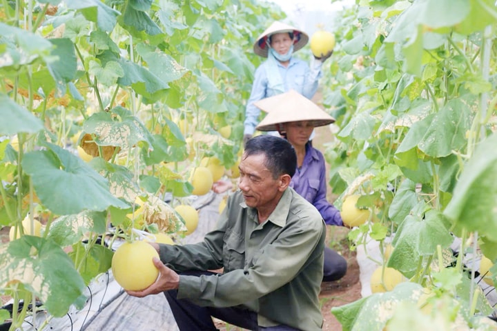 Sản xuất nông sản an toàn: Kiểm soát chất lượng và hướng tới xuất khẩu