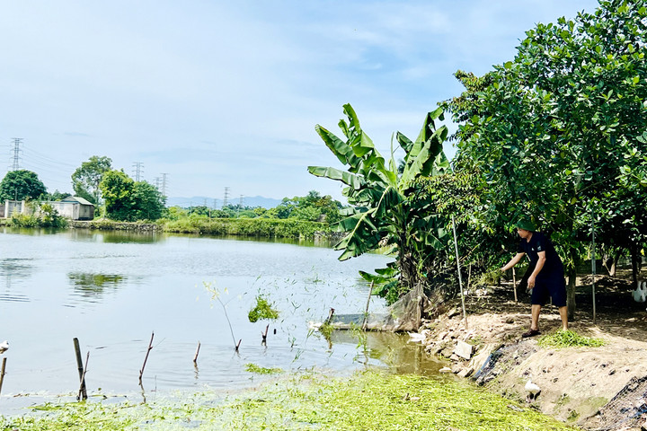 Đấu giá quyền thuê đất nông nghiệp công ích tại huyện Quốc Oai: Gỡ khó chuyện "khó gỡ"