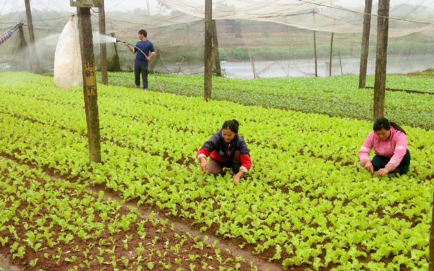 Nông dân khẩn trương gieo trồng vụ rau mới