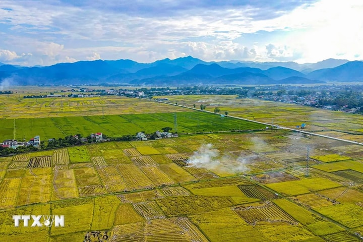 Mùa vàng trên cánh đồng Mường Thanh ở Điện Biên