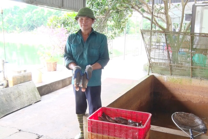 Cá rô đầu vuông nuôi theo quy trình khép kín, đạt chuẩn an toàn