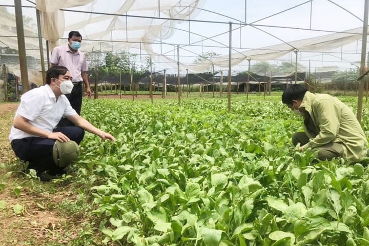 Tích tụ, tập trung đất đai, hình thành vùng sản xuất lớn