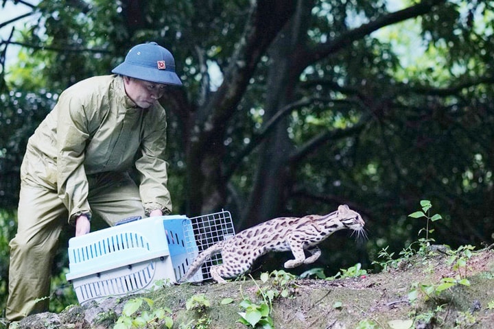 Trung tâm Cứu hộ động vật hoang dã Hà Nội: Tái thả động vật để bảo tồn đa dạng sinh học