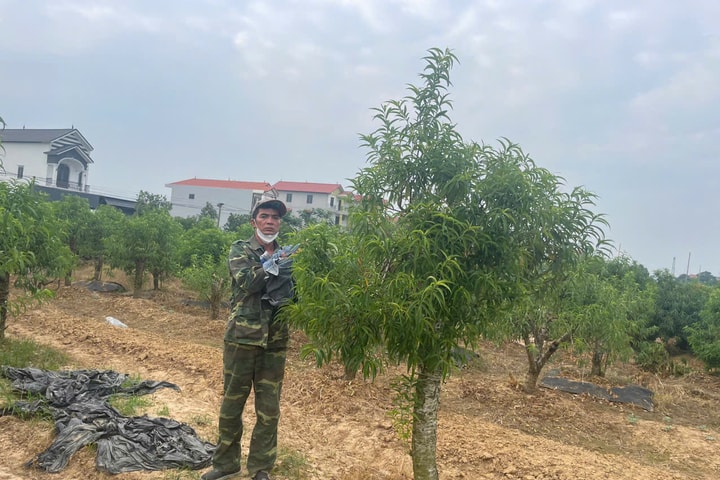 Mê Linh: Hủy hoại hàng trăm cây đào của người khác vì đào nhà mình xấu