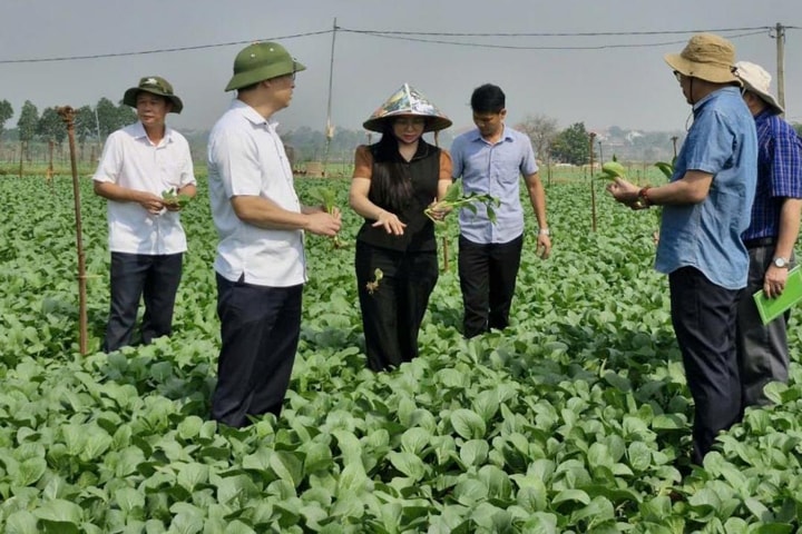 Kiểm tra sản xuất vụ đông, hỗ trợ nông dân Mê Linh giống rau