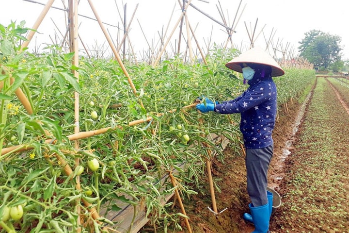 Nông dân Hà Nội tập trung sản xuất vụ cuối năm