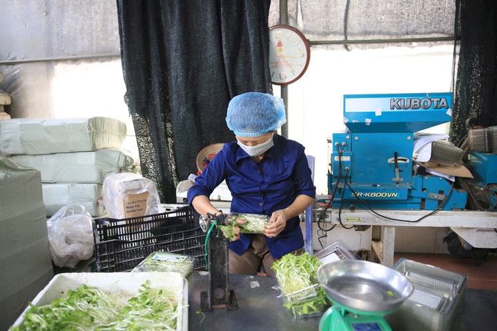 Thường Tín phát triển chuỗi nông sản an toàn