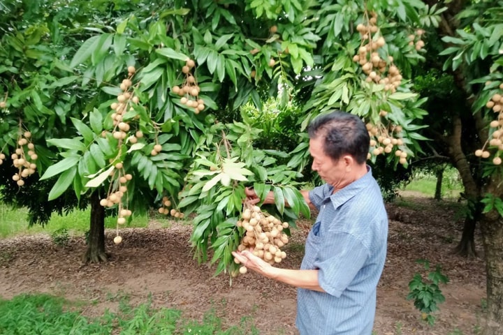 Phát triển vùng trồng nhãn chín muộn Đại Thành