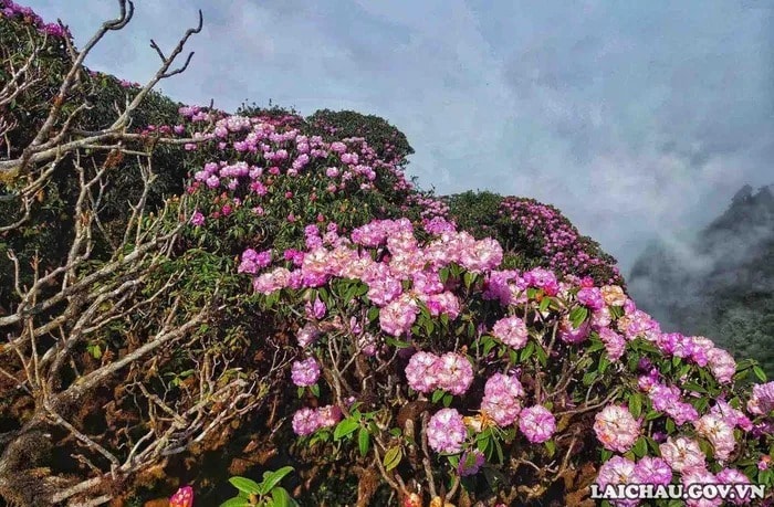 Lai Châu: Tổ chức Lễ hội Putaleng “Về miền Đỗ Quyên”