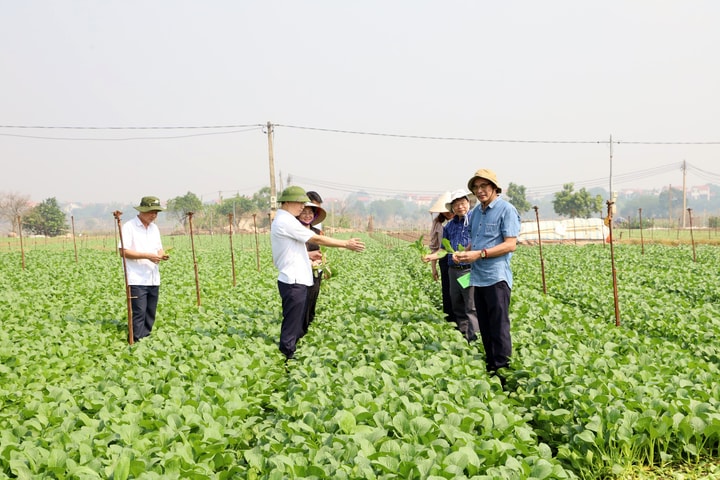 Gieo trồng rau vụ đông: Bảo đảm cung ứng đủ nhu cầu thị trường