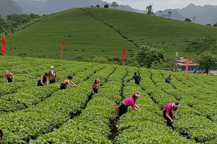 Tạo vị thế mới cho chè Việt Nam