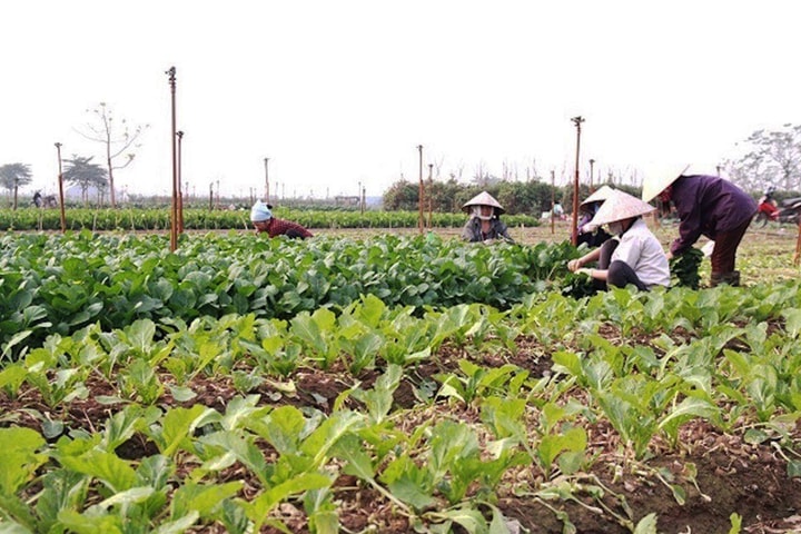 Kết nối tiêu thụ nông sản cho nông dân