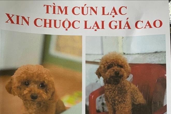 Sốt ruột tìm "thú cưng" thất lạc, bị lừa hàng chục triệu đồng