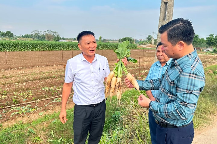 Huyện Mê Linh: Nâng cao sức cạnh tranh các sản phẩm nông sản, đặc sản