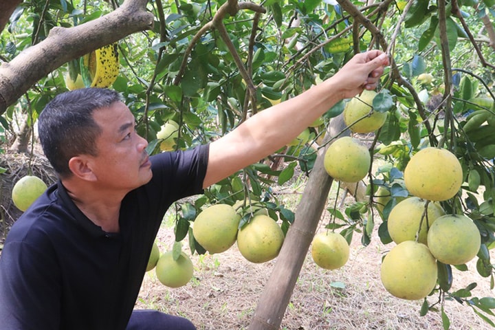 Phát triển sản phẩm OCOP gắn với vùng chuyên canh ở Hà Nội: Đánh thức lợi thế, nhân giá trị sản phẩm