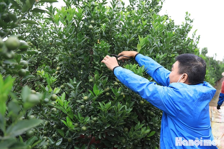 Làng đào, quất truyền thống ở Hà Nội rục rịch chuẩn bị cây vụ Tết