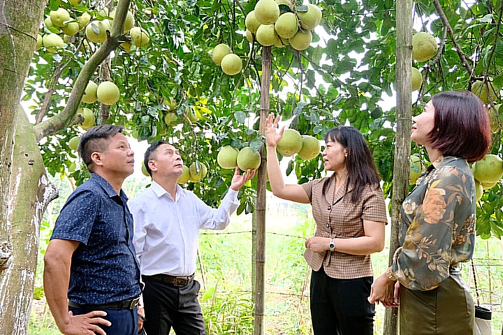 Thúc đẩy sản xuất nông nghiệp tập trung, quy mô lớn