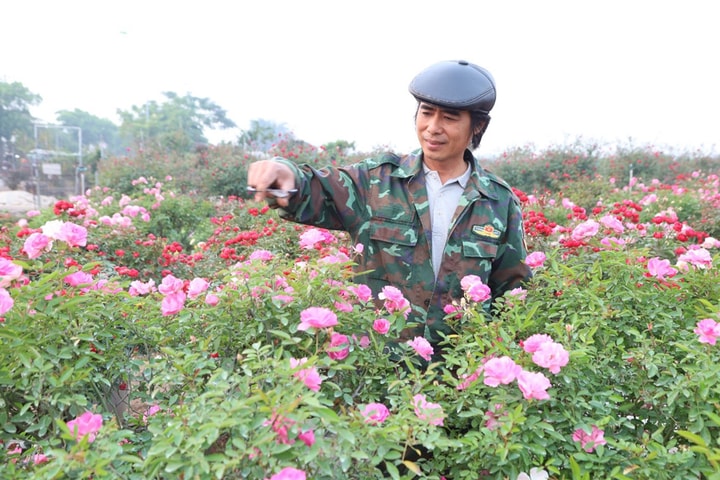 Nông dân Mê Linh tất bật vào vụ hoa Tết