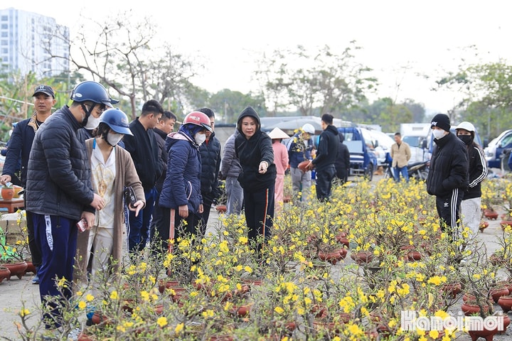 Hoa, cây cảnh “rẻ như cho” chiều cuối năm Giáp Thìn