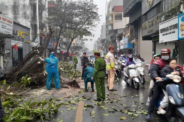 Cây đa lớn trên phố Bạch Mai đổ chắn ngang đường giờ cao điểm