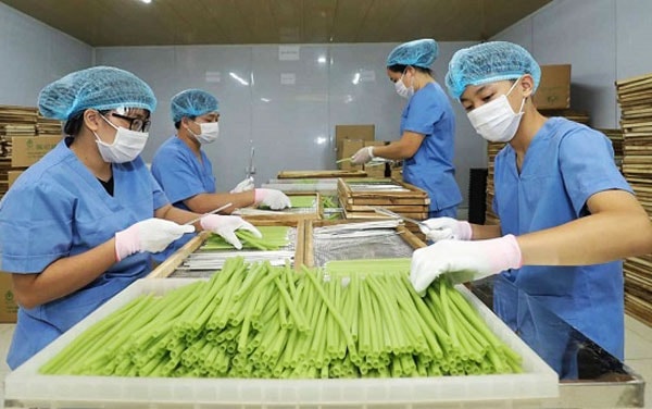 Huyện Đông Anh: Tập trung phát triển chuỗi nông sản an toàn